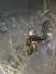 Plethodon ventralis
