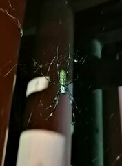 Trichonephila clavata