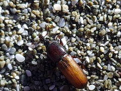 Mesites pallidipennis