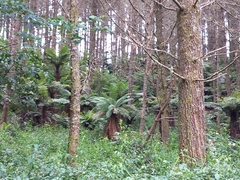 Dicksonia fibrosa
