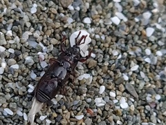 Mesites pallidipennis