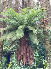 Dicksonia fibrosa