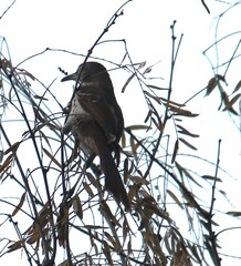 Toxostoma longirostre