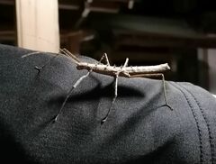 Neohirasea