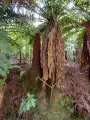 Dicksonia fibrosa
