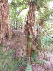 Dicksonia fibrosa