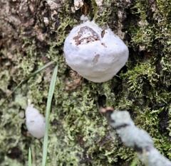 Reticularia