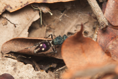 Ephutomorpha bicolorata