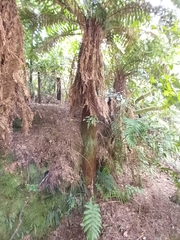 Dicksonia fibrosa
