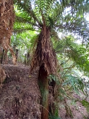 Dicksonia fibrosa