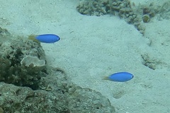 Pomacentrus coelestis