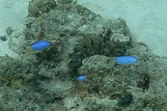 Pomacentrus coelestis