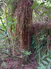Dicksonia fibrosa
