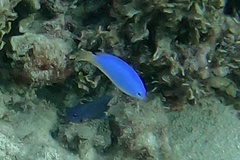 Pomacentrus coelestis