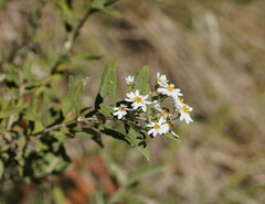 Olearia phlogopappa