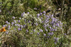 Euphrasia collina