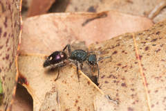 Ephutomorpha bicolorata