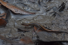 Eurycea quadridigitata