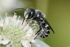 Megachile exilis
