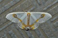 Macrocilix mysticata