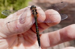 Hemicordulia armstrongi