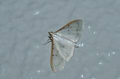 Palpita nigropunctalis