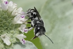Megachile exilis