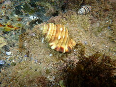 Monoplex parthenopeus