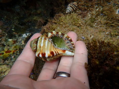 Monoplex parthenopeus