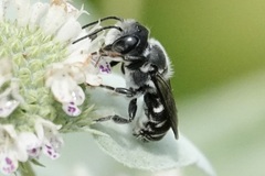 Megachile exilis