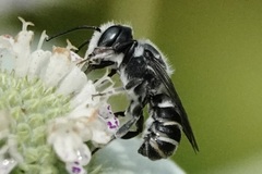 Megachile exilis