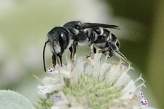 Megachile exilis