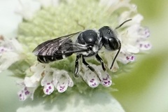 Megachile exilis