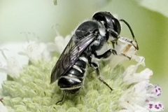 Megachile exilis