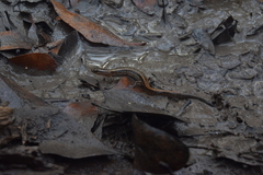 Eurycea quadridigitata