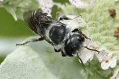 Megachile exilis