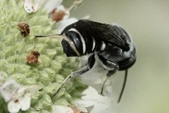 Megachile exilis