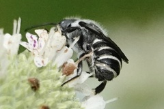 Megachile exilis