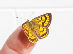 Lycaena edna