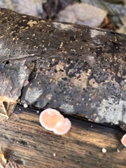 Scytinotus longinquus