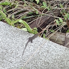Trachylepis