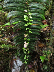 Parablechnum sessilifolium