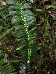 Parablechnum sessilifolium