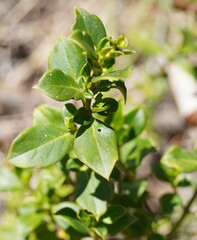 Coprosma hirtella