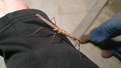 Neohirasea