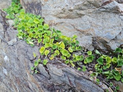 Dichondra repens