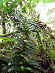 Parablechnum sessilifolium