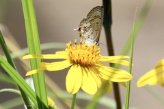 Catopyrops florinda
