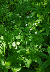 Thalictrum sparsiflorum