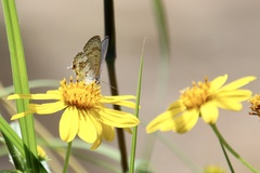 Catopyrops florinda